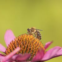 Biene auf Bl&uuml;te