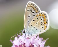 Bl&auml;uling auf Bl&uuml;te