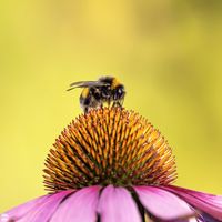 Hummel auf Bl&uuml;te