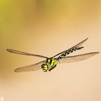 Libelle im Flug