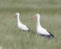 2 St&ouml;rche auf Futtersuche