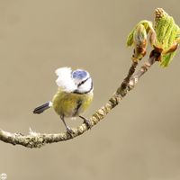 Blaumeise mit Nest-Baumaterial