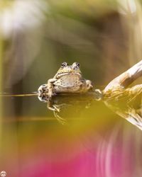 Froschk&ouml;nig