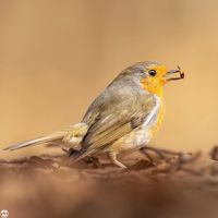 Rotkehlchen auf Futtersuche