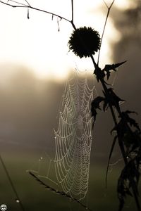 Spinnennetz im Morgentau