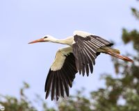 Storch im Flug